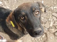 Matteo, jung, aktiv und voller Lebensfreude!  1 Jahr, 52 cm