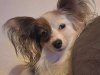 Wunderschönes Papillon Mädchen