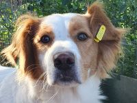 Noali, hübsche, unsichere Hündin mit viel Potential sucht hundeerfahrene Menschen, 2 Jahre, 50 cm