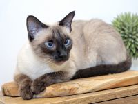 Reinrassige Siam Kitten erwartet - Abgabe Januar 2026 - für Allergiker geeignet