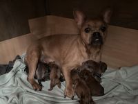 Old Englisch- französische Bulldogge Welpen