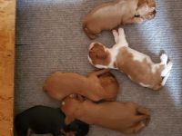 Cavalier Welpen