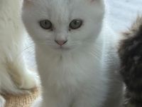 2 liebevolle Kitten abzugeben