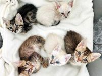 Buzz, Andy, Jessie, Forky und Budy