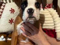 Abgabebereit Boxerwelpen Rüden gelb mit Papieren