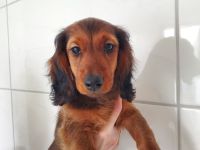 Zwerglanghaardackel Welpen ein Hündin und ein Rüde sind noch frei