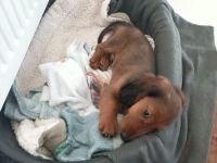 Zwerglanghaardackel Welpen nur ein Rüde  noch frei