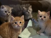 BKH KITTEN( nur ein Mädchen geblieben)