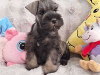 Zwergschnauzer FCI-Stammbaum