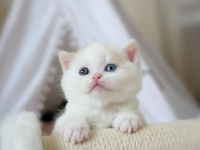 BKH Kitten mit Stammbaum (Odd eyes)