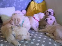 Golden Retriever/Labrador Welpen