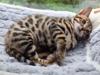 Reinrassige Bengal mit Stammbaum, mit klar gezeichnete Rosetten, seidiges, glänzendes Fell. 800 EUR