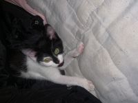 Milli sucht noch ein Zuhause