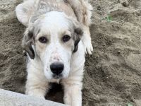 Wer schenkt Fina ein liebevolles Für-Immer-Zuhause?