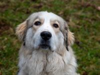 Wer schenkt Fina ein liebevolles Für-Immer-Zuhause?