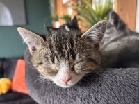 Reinrassige Britisch Kurzhaar Kater!