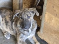 tapferes Knickohr Homer sucht Zuhause