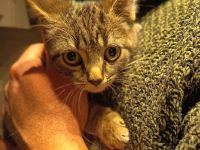 Kitten Katzen Kater Babies Babys