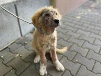 kleiner Kämpfer Ted will ausreisen