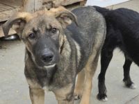 Thor - starker Name, weicher Kern