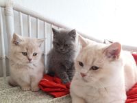 Britisch Kurzhaar Kitten