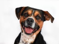 🐾 Appenzeller-Mischling (4 Jahre) sucht erfahrenes Zuhause 🏡