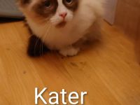 Ragdoll Rasselbande sucht neues Zuhause