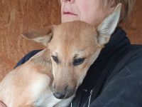 Luna, verschmuste und zutrauliche Junghündin auf der Suche nach einem schönen Leben, 5 Monate, 30 cm