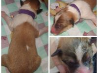 Amerikanische Collie Welpen