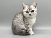 Nur noch ein reinrassiges BKH Kitten mit Stammbaum!