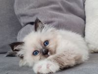 Neva Masquarade Kitten