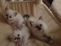 Heilige Birma Kitten Kätzchen