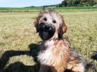 Tibet Terrier Rüde mit Papieren