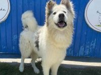 Mischlingsrüde Ares