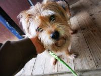 Lumpi, Yorkshire Terrier Mix, geb. 2014, trauert im Tierheim sehr