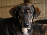 Friedl - Sensibel, liebevoll und bereit für ein neues Leben