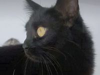 Langhaariges liebes Kätzchen Birma / EKH sucht Kuschelplatz