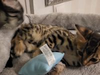Wunderschöne Savannah x Bengal Kitten – 7 Wochen alt