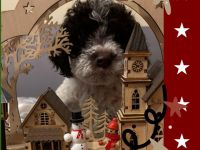 Lagotto Romagnolo Welpen