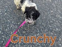 Lagotto Romagnolo Welpen