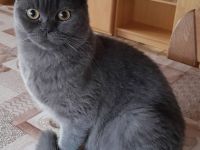 Junger kastrierter BKH-Schmusekater (2 x geimpft, Mikrochip + tierärztliches Gesundheitszeugnis)