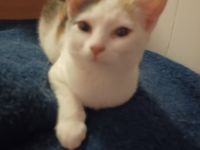 Zuckersüsse Kätzchen zu Verkaufen.