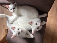 Liebevolle BKH-Türkische Van Kitten