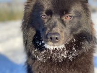 Welpen, Spitz, Großspitz