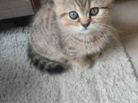 Britische Kurzhaar Kitten