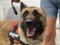 Schäferhund-Fans aufgepasst: hier kommt Jano