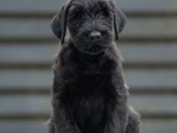 Riesenschnauzer welpen mit FCI papieren