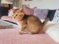 BKH Kitten mit Jahresimpfung