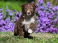 Standard Australian Shepherd-Welpen suchen ihr Für-immer-Zuhause ab 22.04.2026