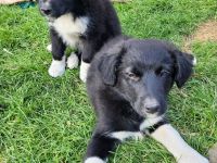 Welpen Mix   Australian Sheperd/Border Collie